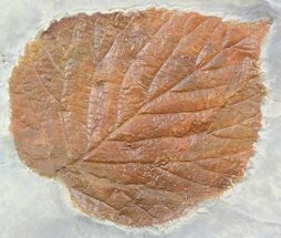Excellent, Paleocene Fossil Leaf (Davidia) - Montana #56671