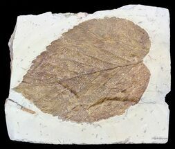 Huge, Paleocene Fossil Leaf (Davidia) - Montana #56673