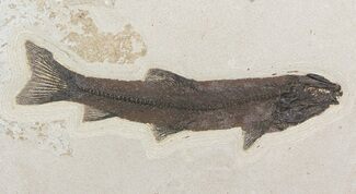 Rare, Notogoneus Fossil Fish Wall Mount - (Special Price) #51339