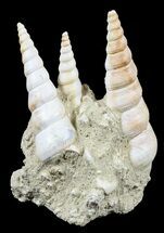 turritella gastropod fossil france miocene cluster tall fossilera