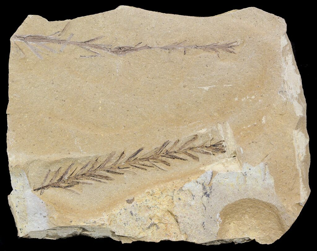 2 2 U0026quot Metasequoia Dawn Redwood Fossil