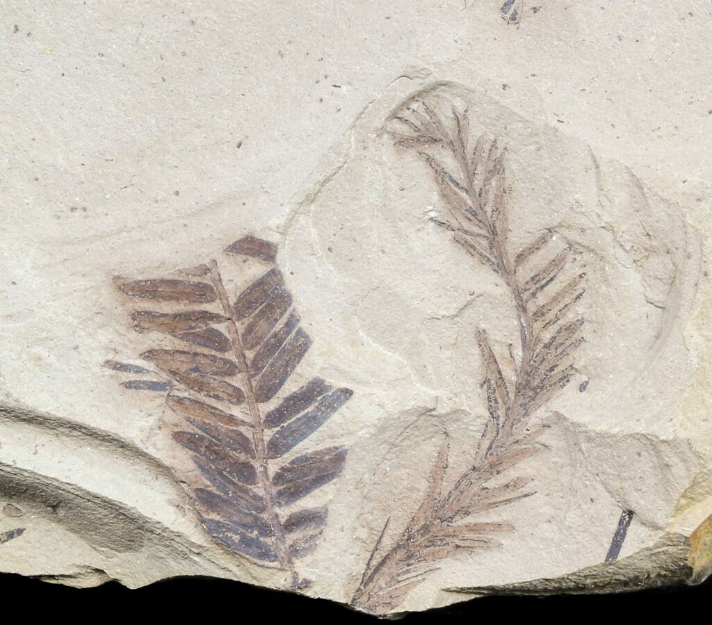 Metasequoia Dawn Redwood Fossil