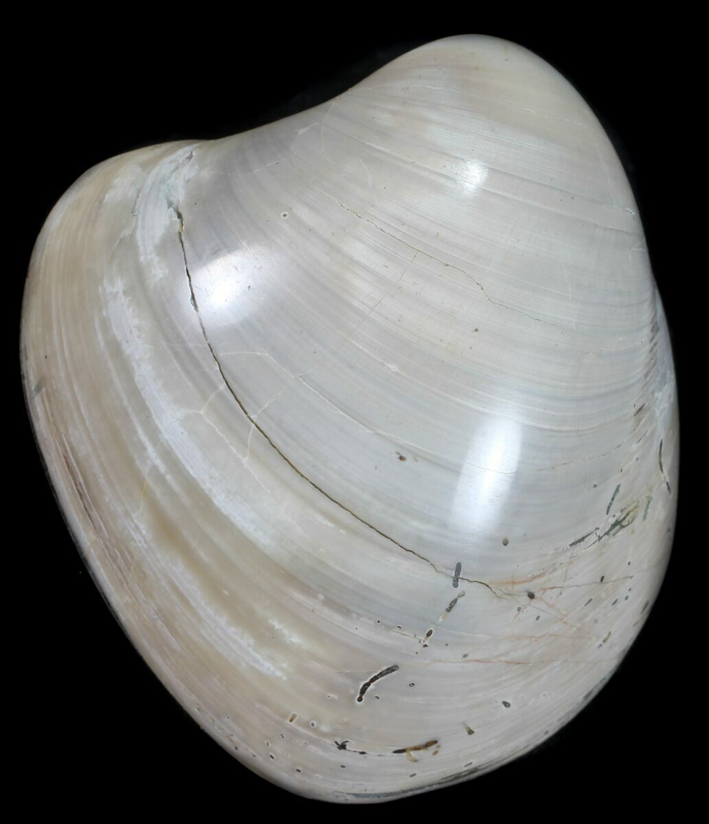 Polished Fossil Astarte Clam - Cretaceous (#55312) For Sale 