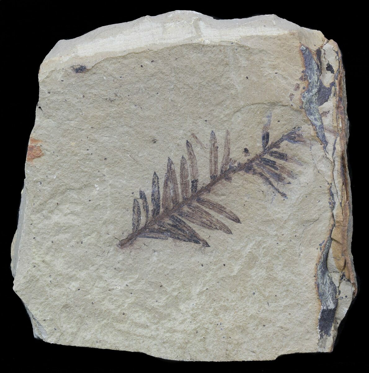 metasequoia fossils