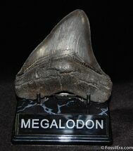 Collector Grade Posterior Megalodon Tooth #60