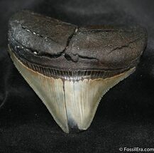 Posterior Megalodon Tooth - Inches #688