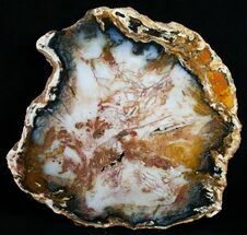 Inch Hubbard Petrified Wood Slab #5022