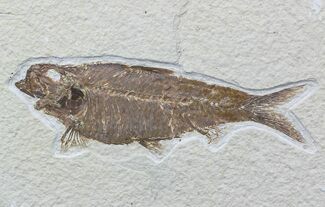Detailed, Knightia Fossil Fish - Large Specimen #57073