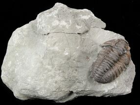 Flexicalymene Trilobite - Ohio #57520