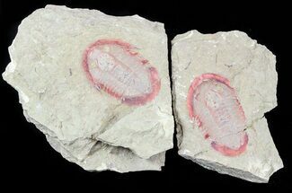 Ordovician Asaphellus Trilobite (Pos/Neg) - Morocco #57671