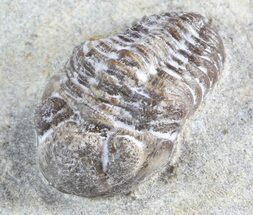 Eifel Geesops Trilobite - Germany #50607