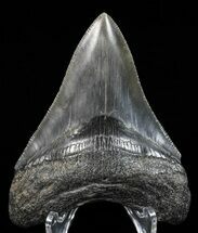 Serrated, Megalodon Tooth - Nice Tip! #55679