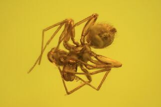 Male Fossil Spider (Aranea) In Baltic Amber #58053
