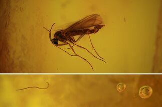 Detailed Fossil Fly (Diptera) & Worms In Baltic Amber #58094