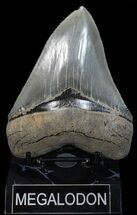 Serrated, Megalodon Tooth - Beautiful Tooth #58065