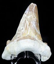 Auriculatus Shark Tooth - Dakhla, Morocco (Repaired) #58423