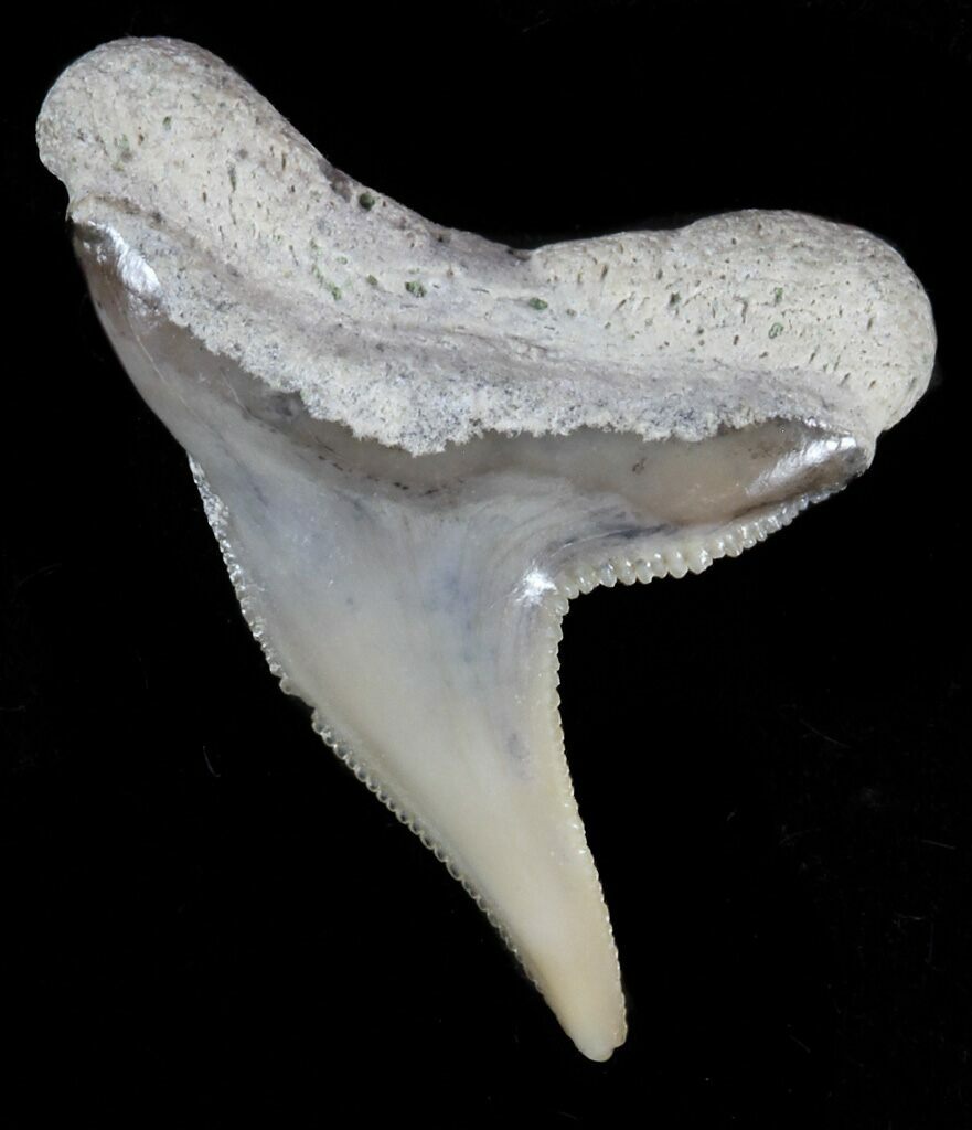 .7" Fossil Tiger Shark Tooth Lee Creek (Aurora), NC For Sale (52036