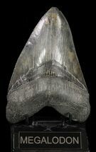 Serrated, Fossil Megalodon Tooth - Gigantic Tooth #58470