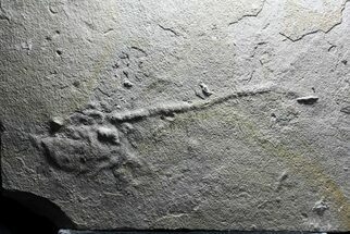 Unprepared Diplomystus Fossil Fish - About - Long #58585