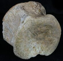 Hadrosaur Caudal Vertebrae - Texas #58740