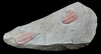 Pair Of Ordovician Euloma Trilobites - Zagora, Morocco #58930