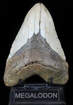 Giant, Megalodon Tooth - North Carolina #59009
