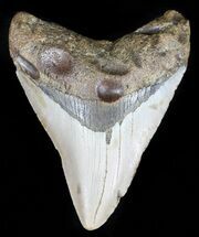 Megalodon Teeth For Sale - Fossilera.com