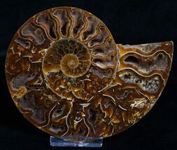 Agatized Ammonite Half - Crystal Pockets #5128