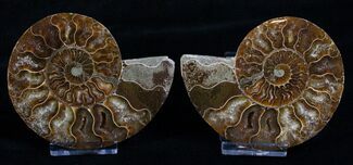 Inch Agatized Ammonite (Pair) #5132