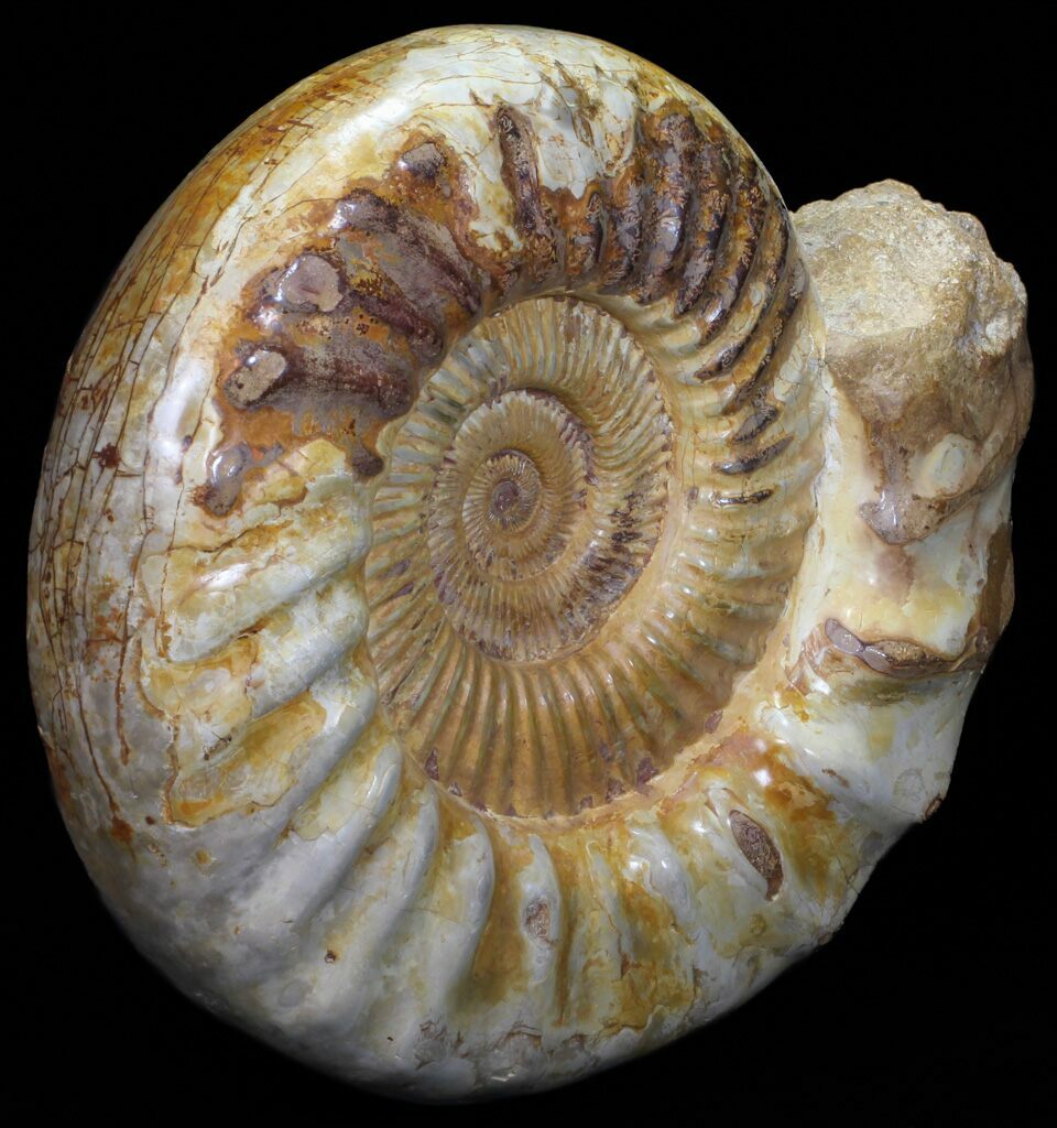 ammonite fossils ammonite fossils