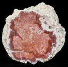Polished Red Petrified Wood Limb - Madagascar #59674