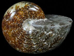 Thick, Polished, Agatized Ammonite - Madagascar #59916