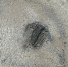 Small Walcott-Rust Ceraurus Trilobite #720