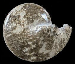Polished Ammonite (Choffaticeras) Fossil - Morocco #59960