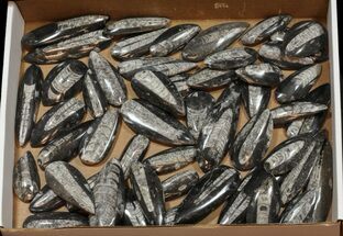 Polished Orthoceras Fossils Wholesale Lot - Pieces #59971
