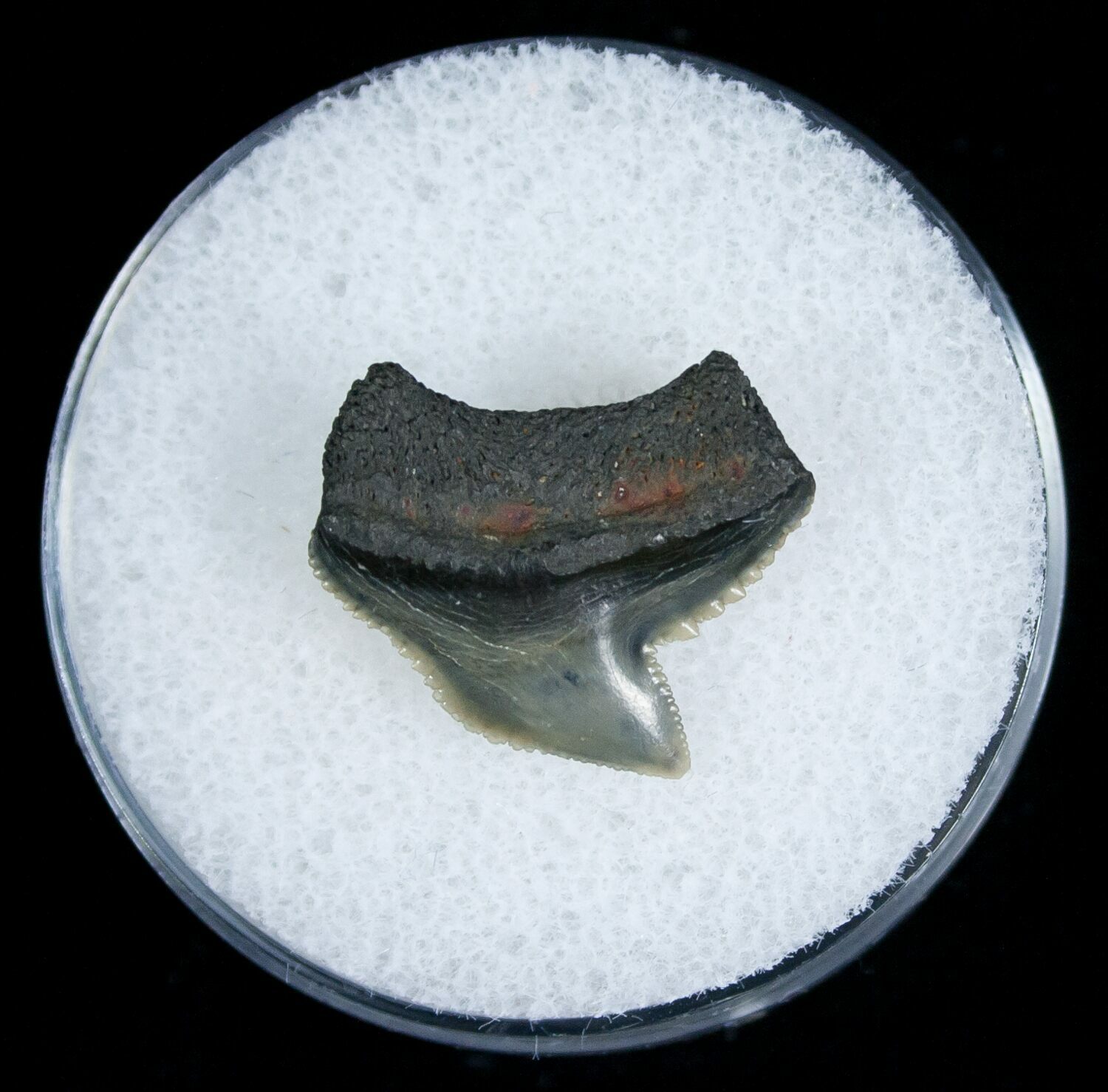 Blueish Fossil Galeocerdo Tooth (Tiger Shark) (#5161) For Sale ...