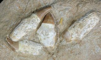 Four Rooted Mosasaur (Eremiasaurus) Teeth In Rock #60004