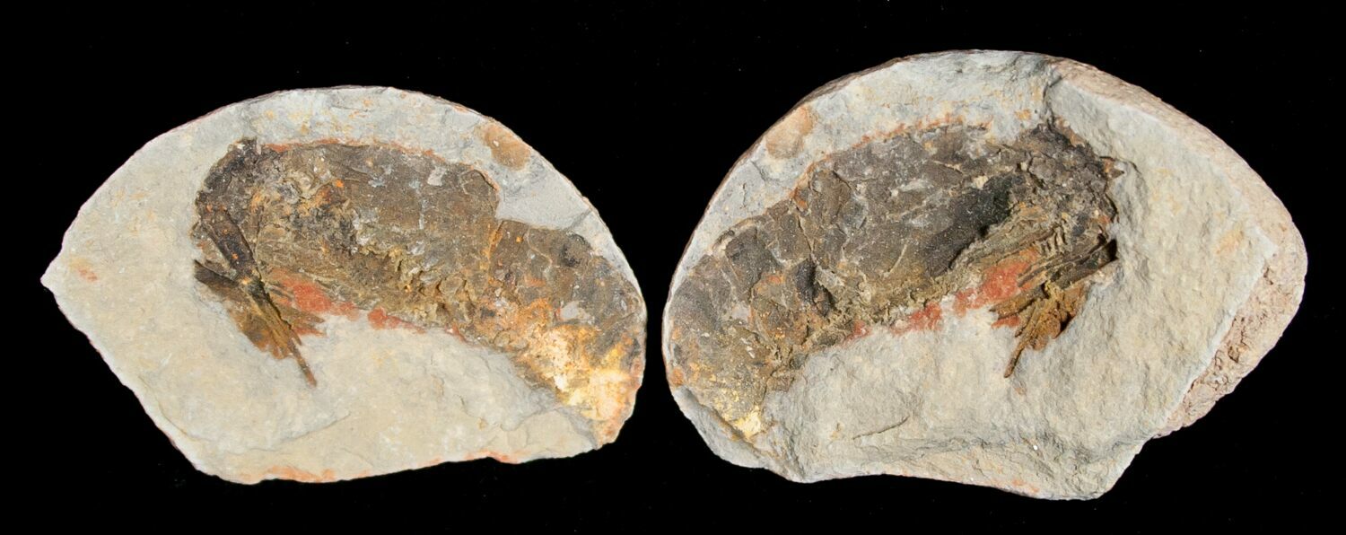 Triassic Fossil Shrimp From Madagascar (#5166) For Sale - FossilEra.com