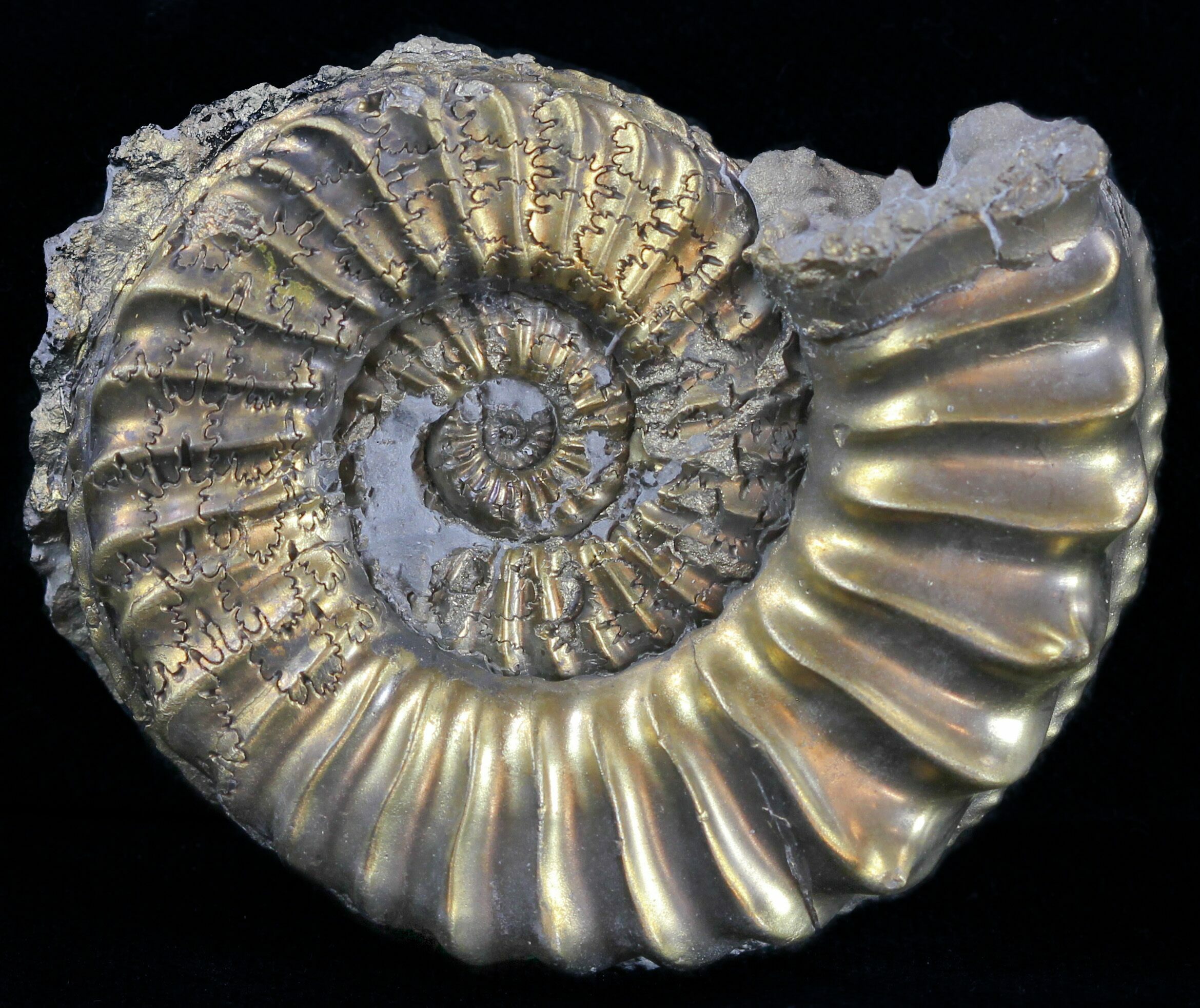 Pyritized Pleuroceras Ammonite - Germany For Sale (#60266) - FossilEra.com