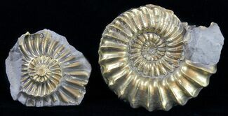 Pyritized Pleuroceras Ammonite Pos/Neg - Germany #60278