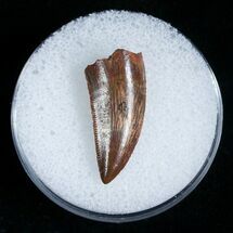 Superb Raptor Tooth From Morocco #5176