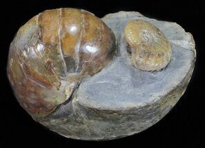 Nautilus (Eutrephoceras) With Ammonite - South Dakota #60232