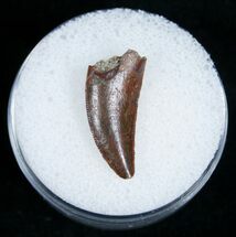 Large Raptor Tooth From Morocco #5182