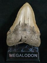 Large Megalodon Tooth - Carolinas #5187
