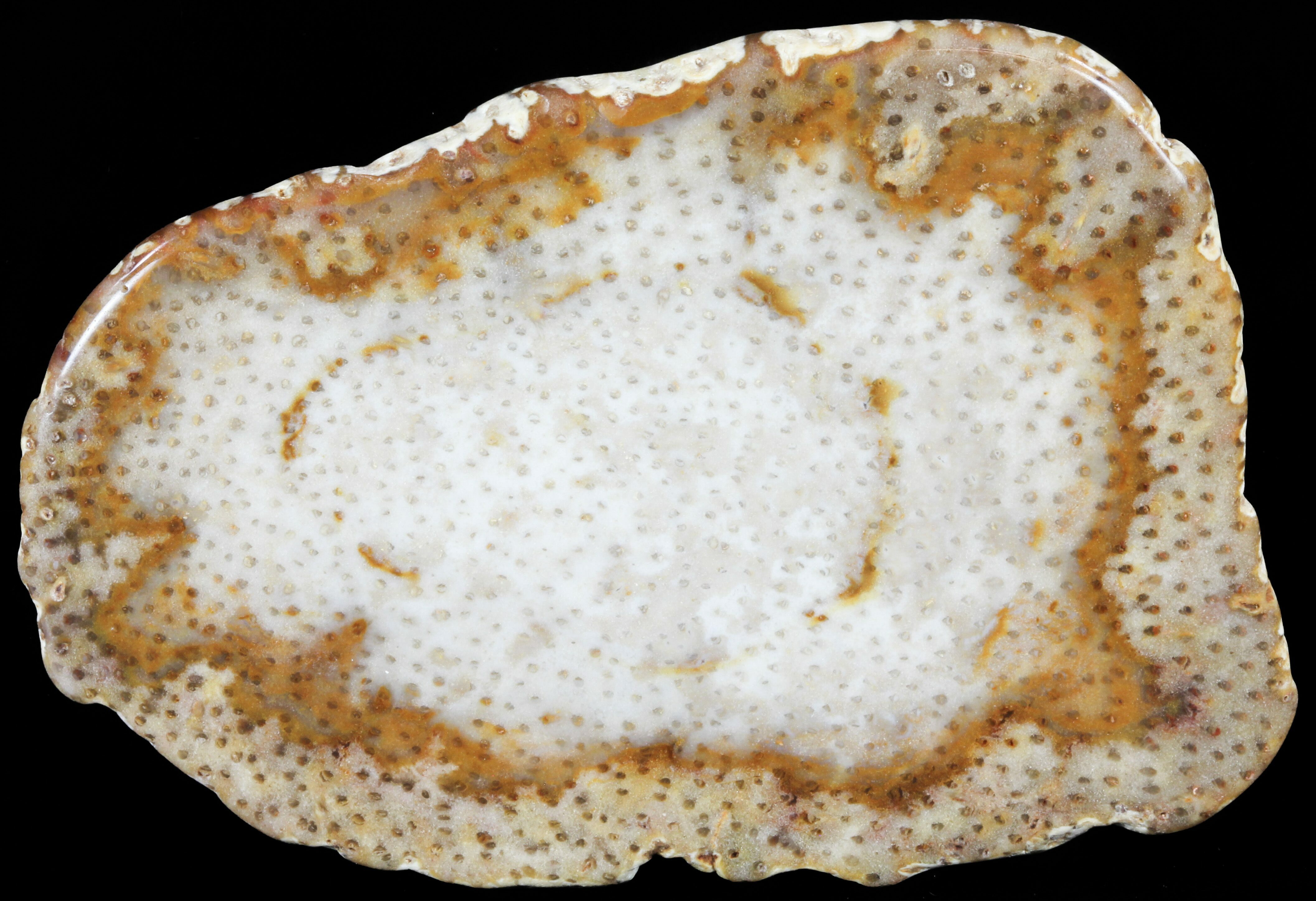 3.7" Petrified Palm Wood (Palmoxylon) Slab Louisiana For Sale (60577