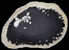 Petrified Palmwood (Palmoxylon) Slab - Louisiana #60601