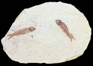 Pair Of Small Knightia Fossil Fish - Wyoming #60794