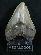 Megalodon Tooth - Sharp Serrations #5200