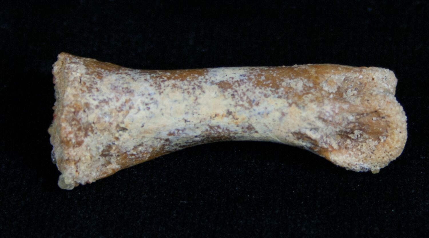 Raptor Claw and Toe Bone - Great Preservation (#5172) For Sale 