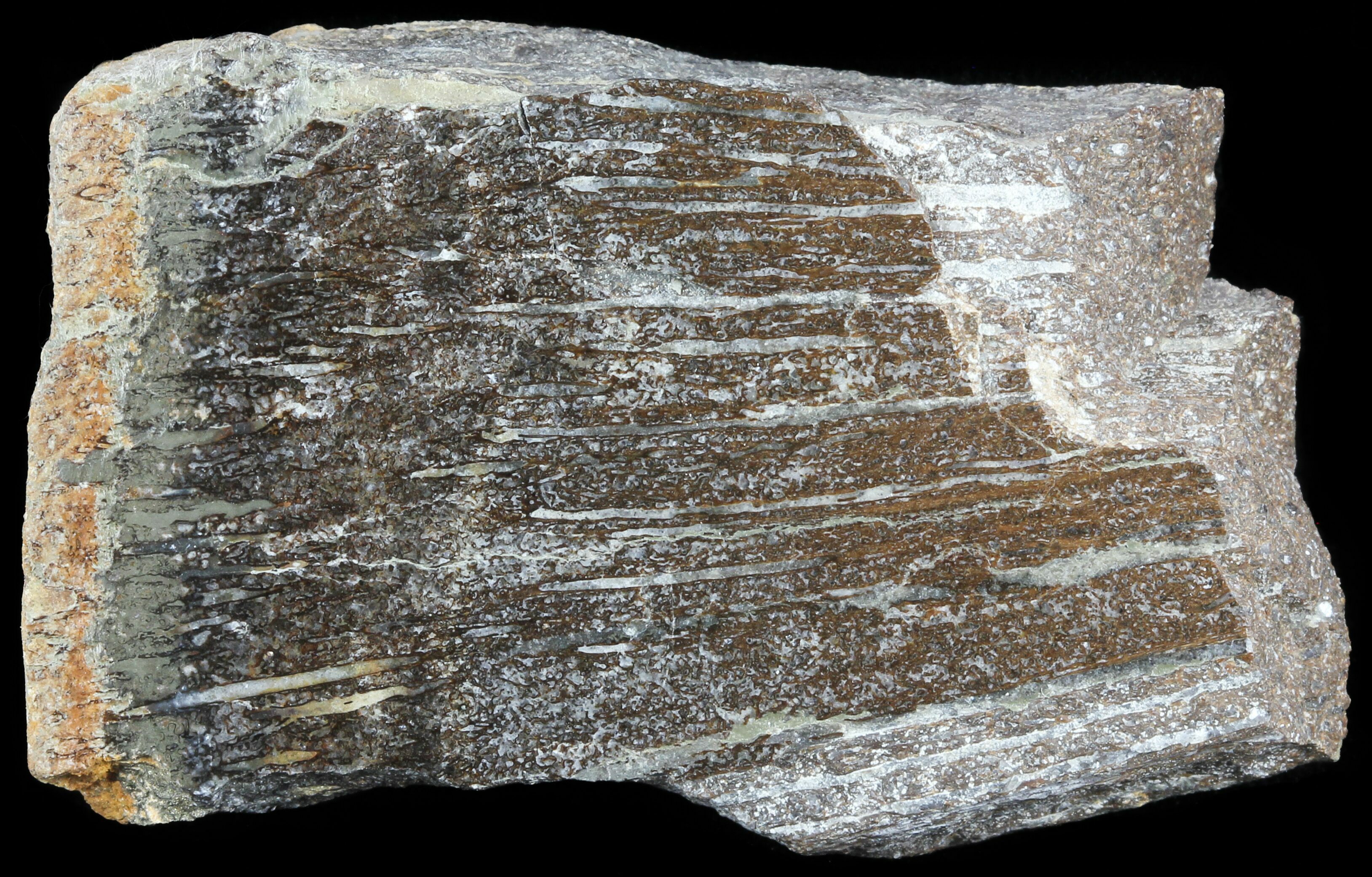 Bargain Polished Pliosaur (Liopleurodon) Bone England (#53455) For Bargain Polished Pliosaur (Liopleurodon) Bone England (#53455) For